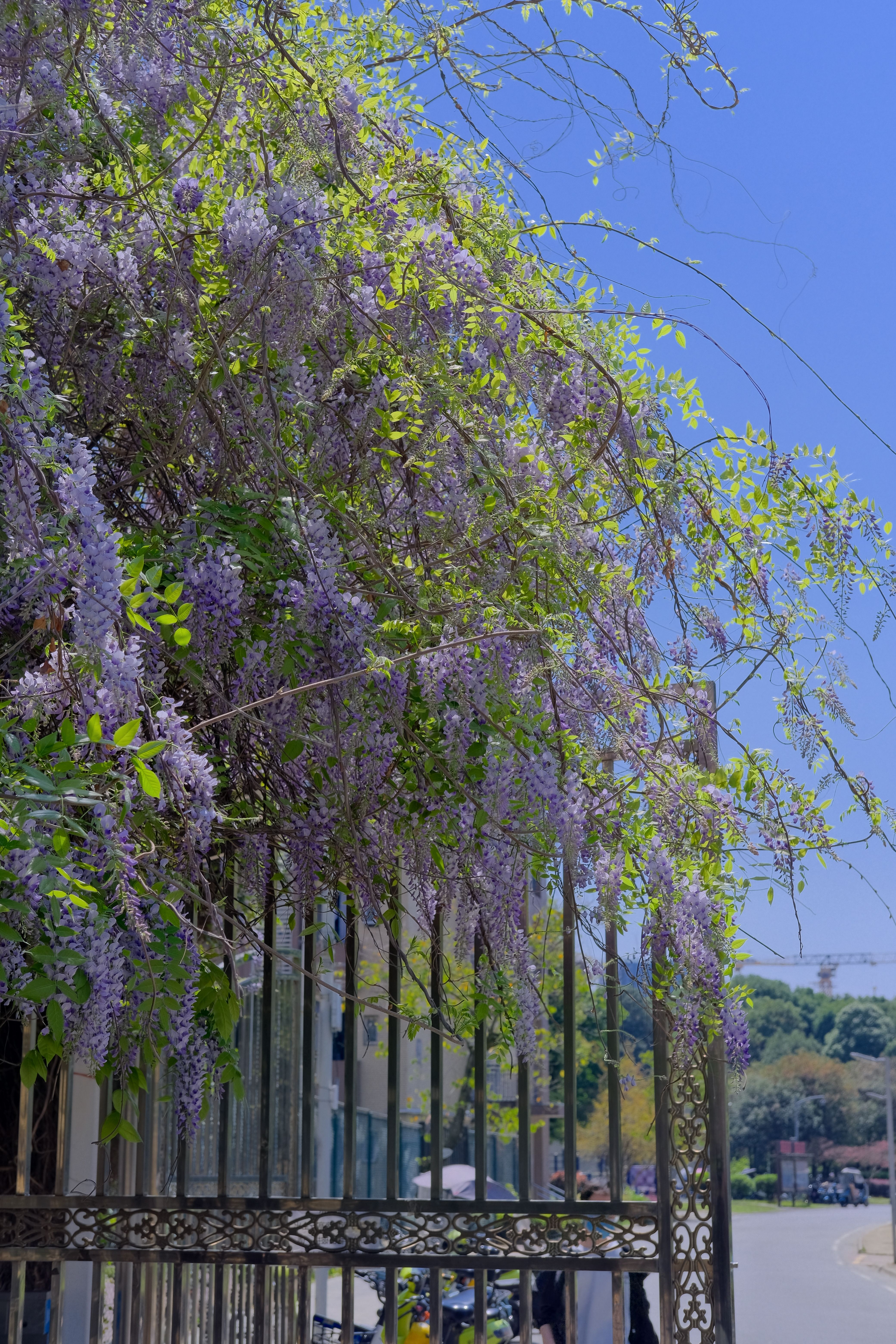 purple-tree-blossoms-over-gate-free-stock-photo
