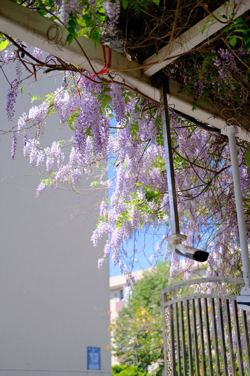 Free Vibrant purple wisteria drapes over urban architecture in a spring setting. Stock Photo