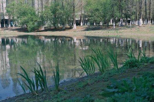 A tranquil park scene with a reflective lake, lush trees, and greenery creating a peaceful environment.