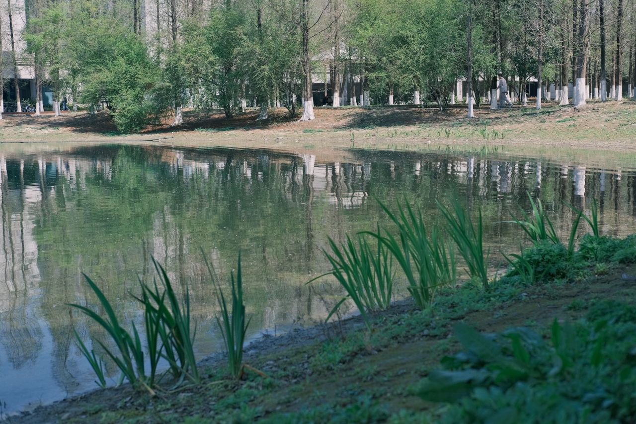 a tranquil park scene with a reflective lake lush trees and greenery c