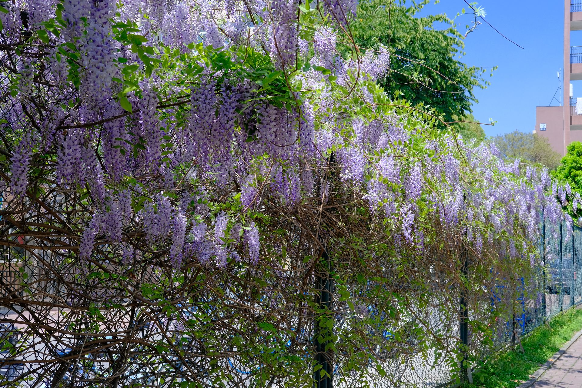 Purple wisteria flowers drape elegantly over a fence, capturing a vibrant spring urban scene.