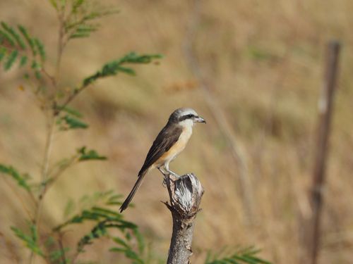 Free Brown shrike perching on a branch in a rural natural setting, showcasing wildlife elegance. Stock Photo