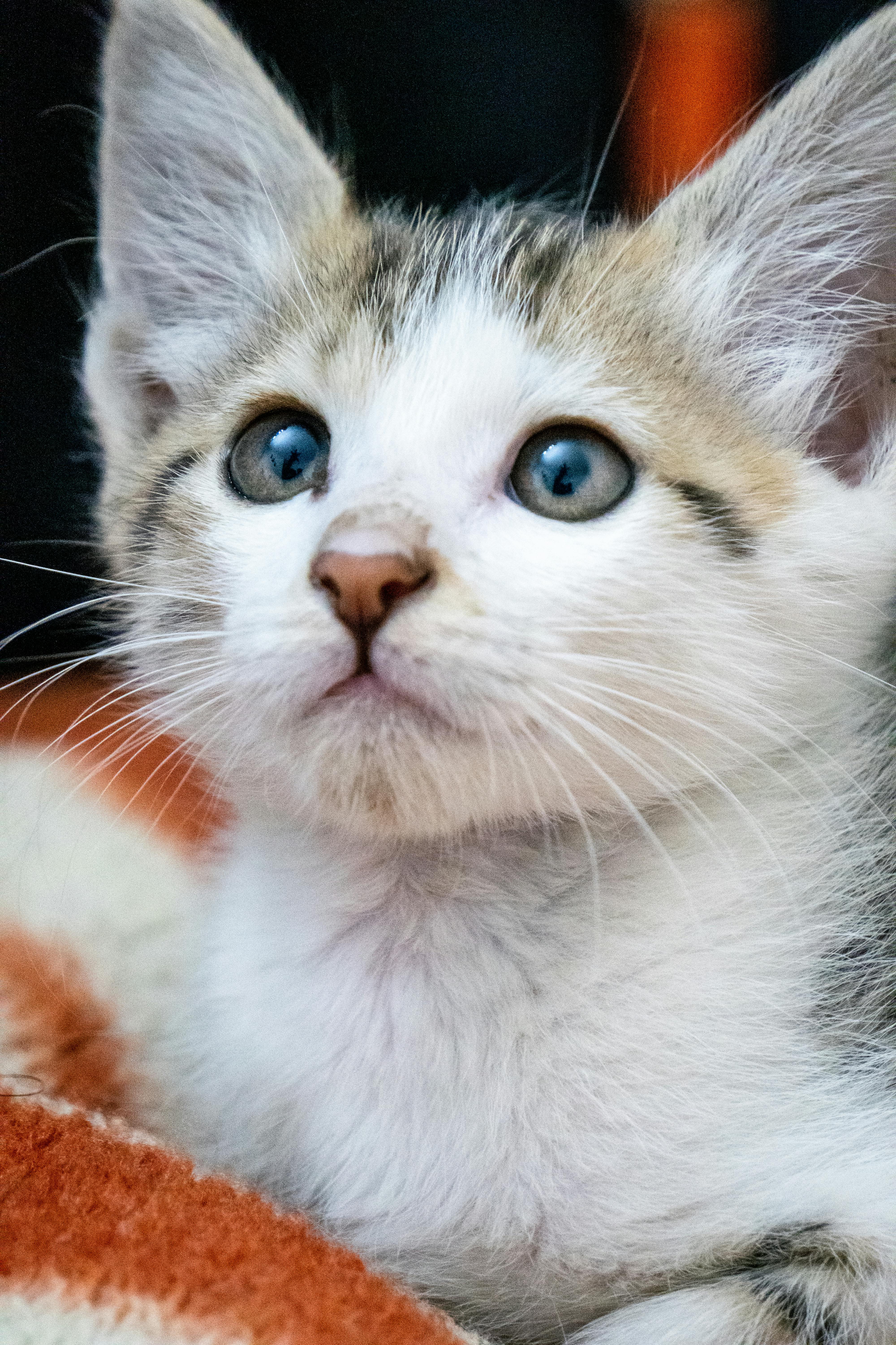 Portrait of Kitten · Free Stock