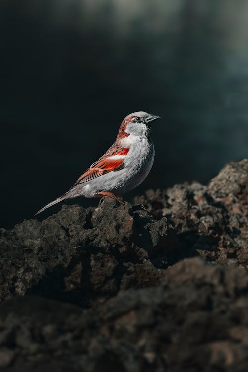 A bird sitting on a rock in the middle of a forest