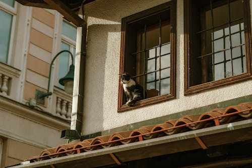 Základová fotografie zdarma na téma domácí mazlíček, kočka, města