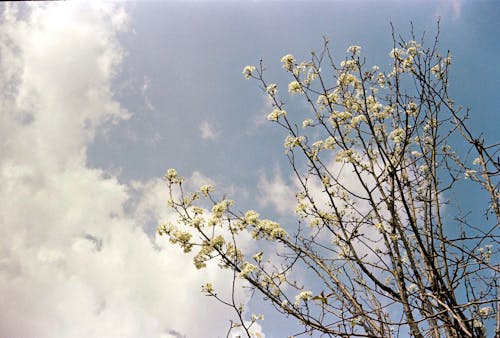 Gratis stockfoto met bloesems, boom, fluffig