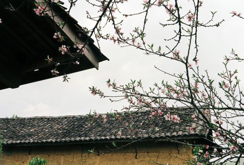 Free Serene view of pink cherry blossoms against a rustic tiled roof in spring. Stock Photo