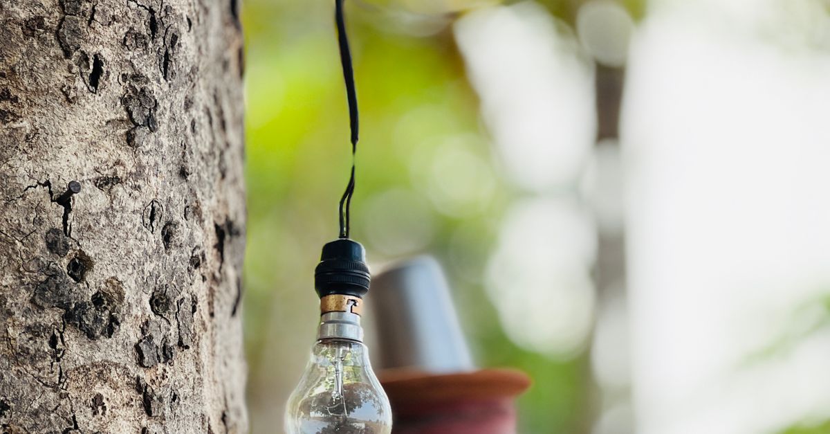 Tree with Light Bulb · Free Stock Photo