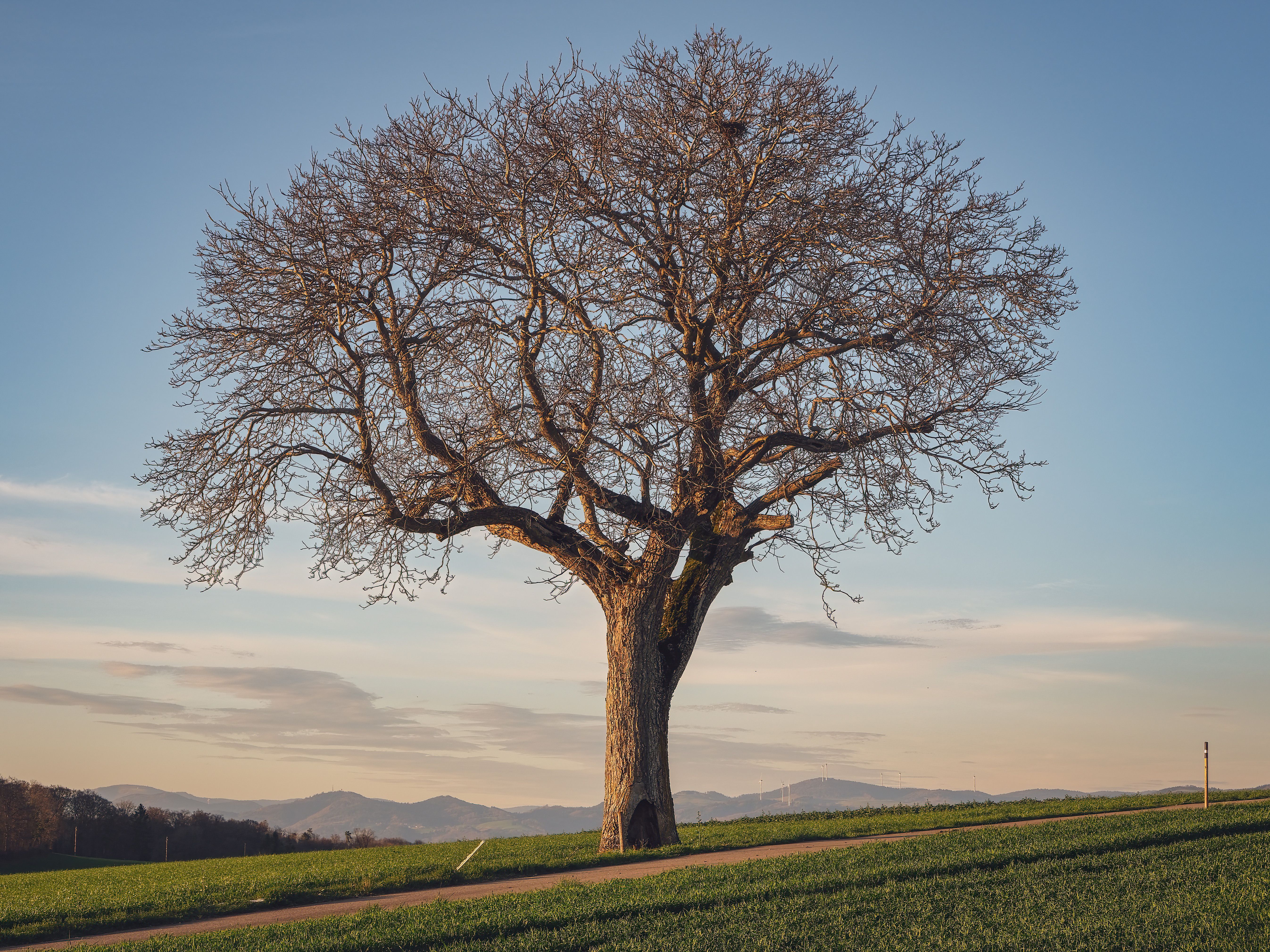 Barren Tree in Countryside · Free Stock Photo
