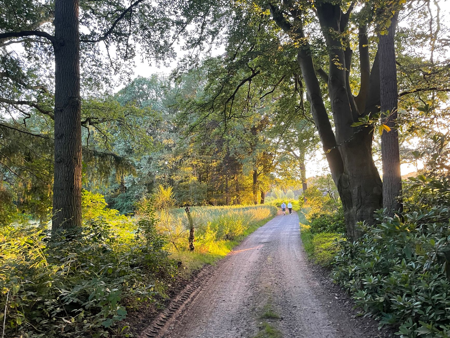 Brabantia en WeForest planten meer dan 3,2 miljoen bomen