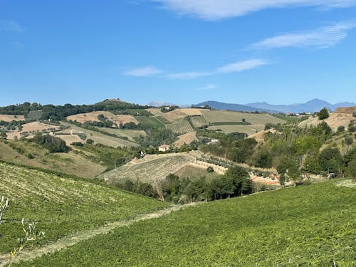 Бесплатное стоковое фото с вино, виноградник, гора