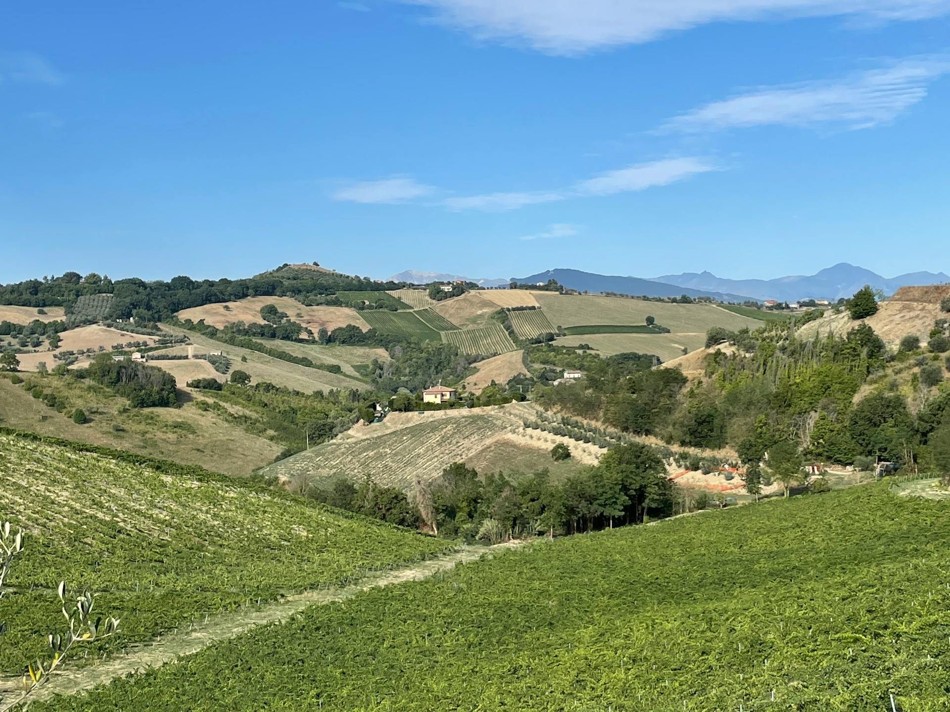 Beautiful summer landscape in Ripatransone, Marche with rolling hills and vineyards.