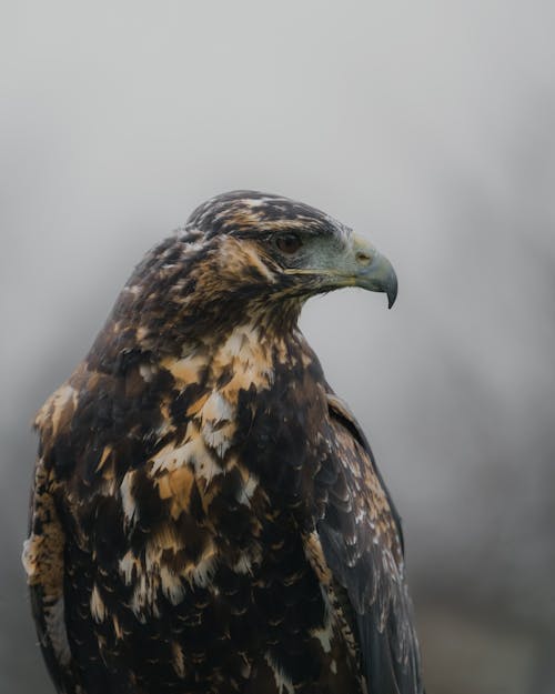 Foto stok gratis backgound kabur, burung, burung elang