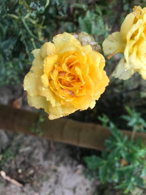 Free stock photo of dewdrop, water droplets, yellow flower