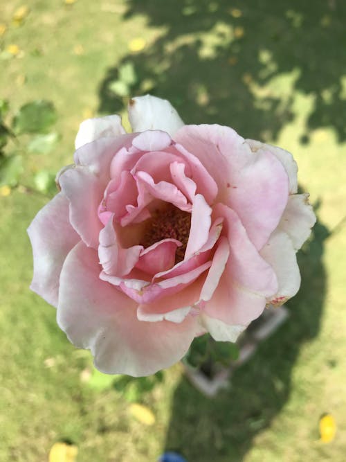 Gratis arkivbilde med blomst, rose