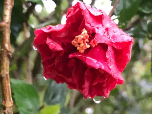 Free stock photo of bell flower, flower