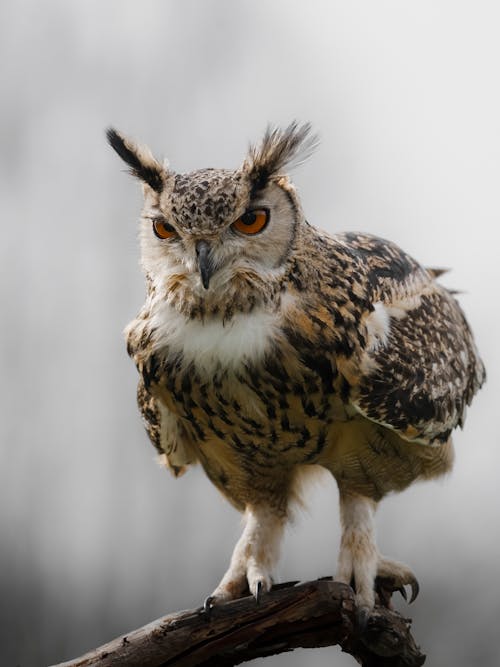 Imagine de stoc gratuită din biodiversitatea, bufniță, creangă