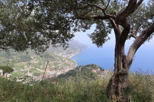 Free A stunning view of the Amalfi Coast through olive trees, embodying natural beauty. Stock Photo
