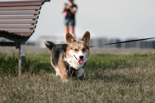 狗在公園裡