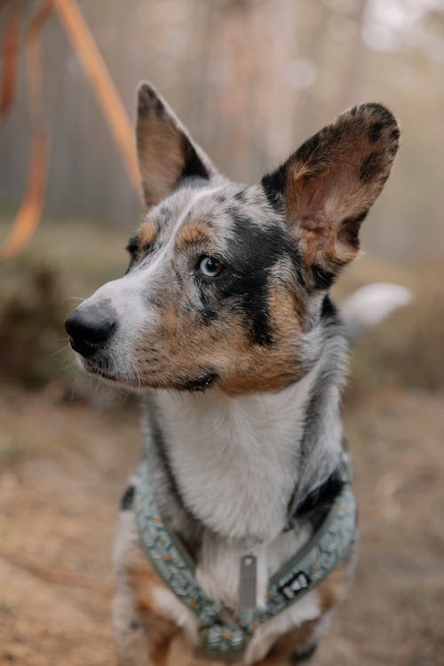 Gratis lagerfoto af dyrefotografering, hoved, hund