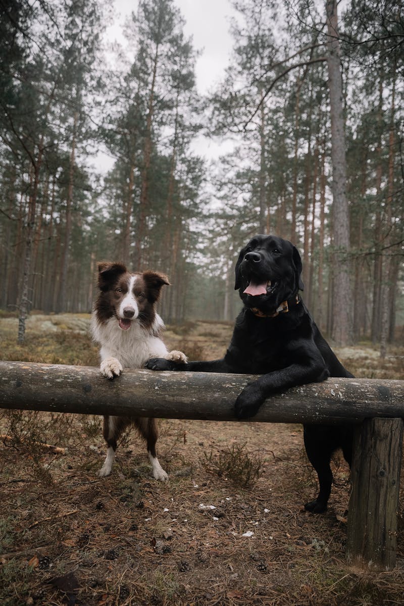 Dogs Vertical Photos, Download The BEST Free Dogs Vertical Stock Photos ...