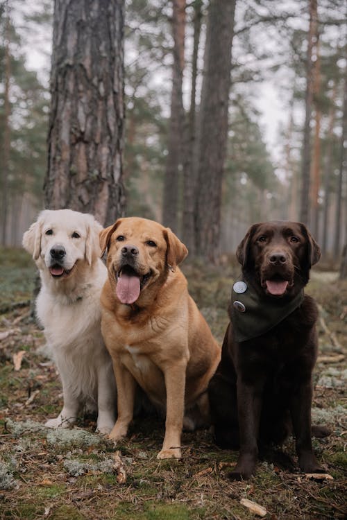 Foto profissional grátis de animais de estimação, cachorros, floresta