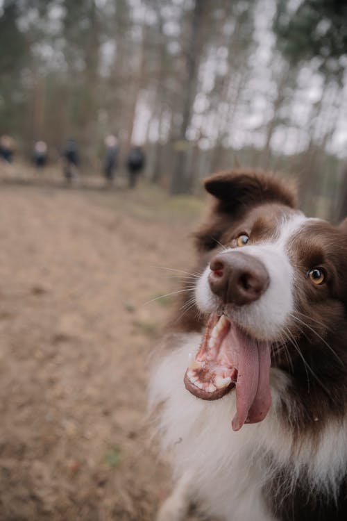 Imagine de stoc gratuită din animal de casă, border collie, câine