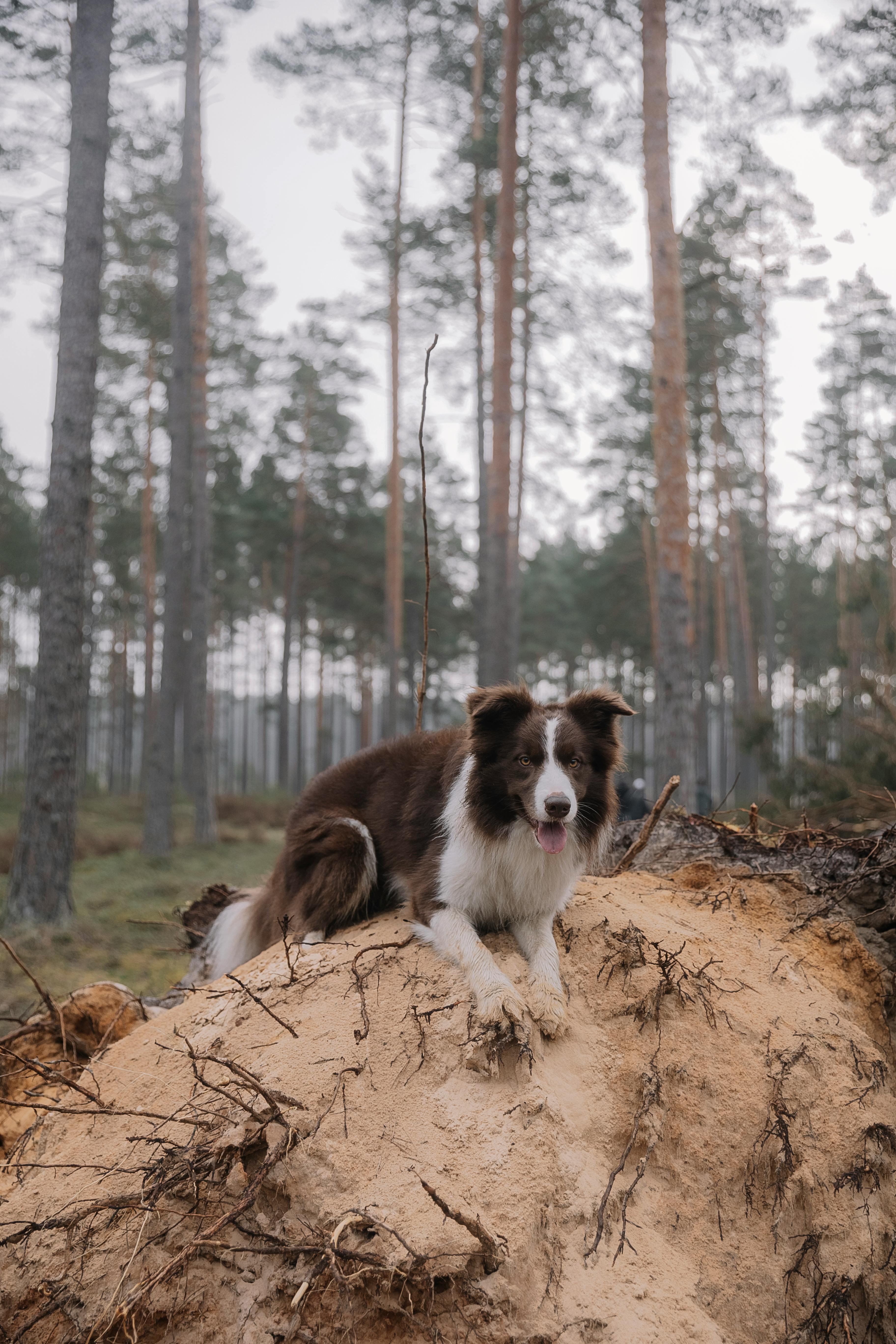 border collie in forest