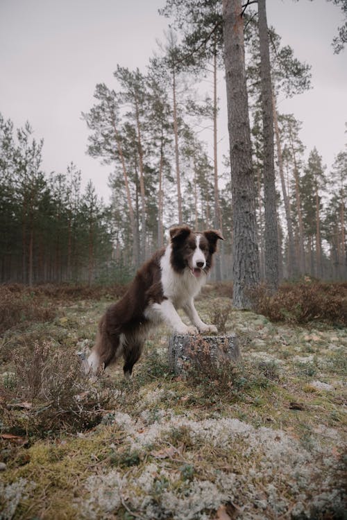 Imagine de stoc gratuită din animale de casă, border collie, câine