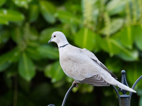 Eurasian collared dove perched on a bird feeder.