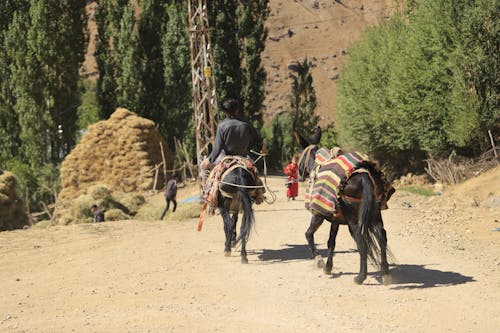 Boy wandering with his donkey  on the dirt road