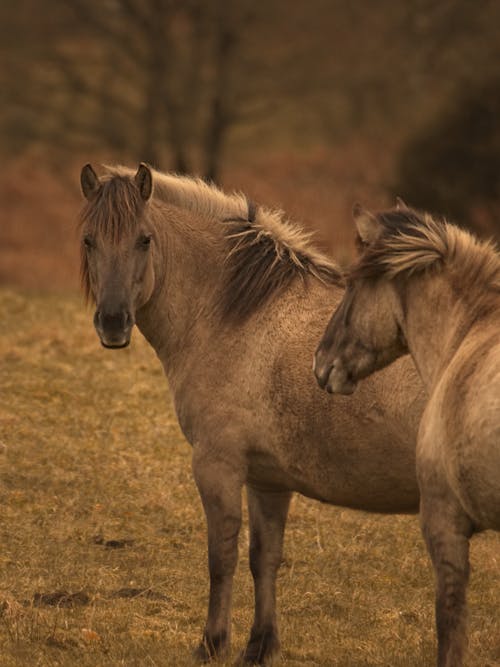 Two horses standing in a field together