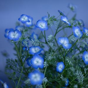 Blue nemophila flowers in bloom, photo by DI LAI on Pexels