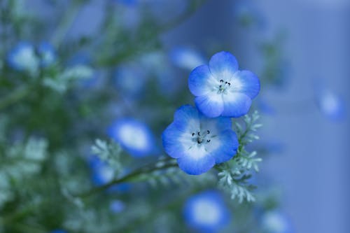 Kostnadsfri bild av anläggning, blå, blommor