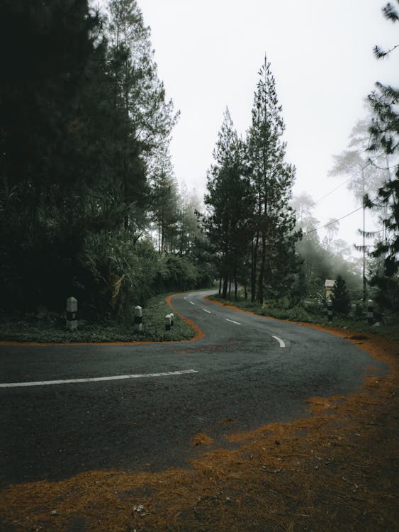 Road in Evergreen Forest