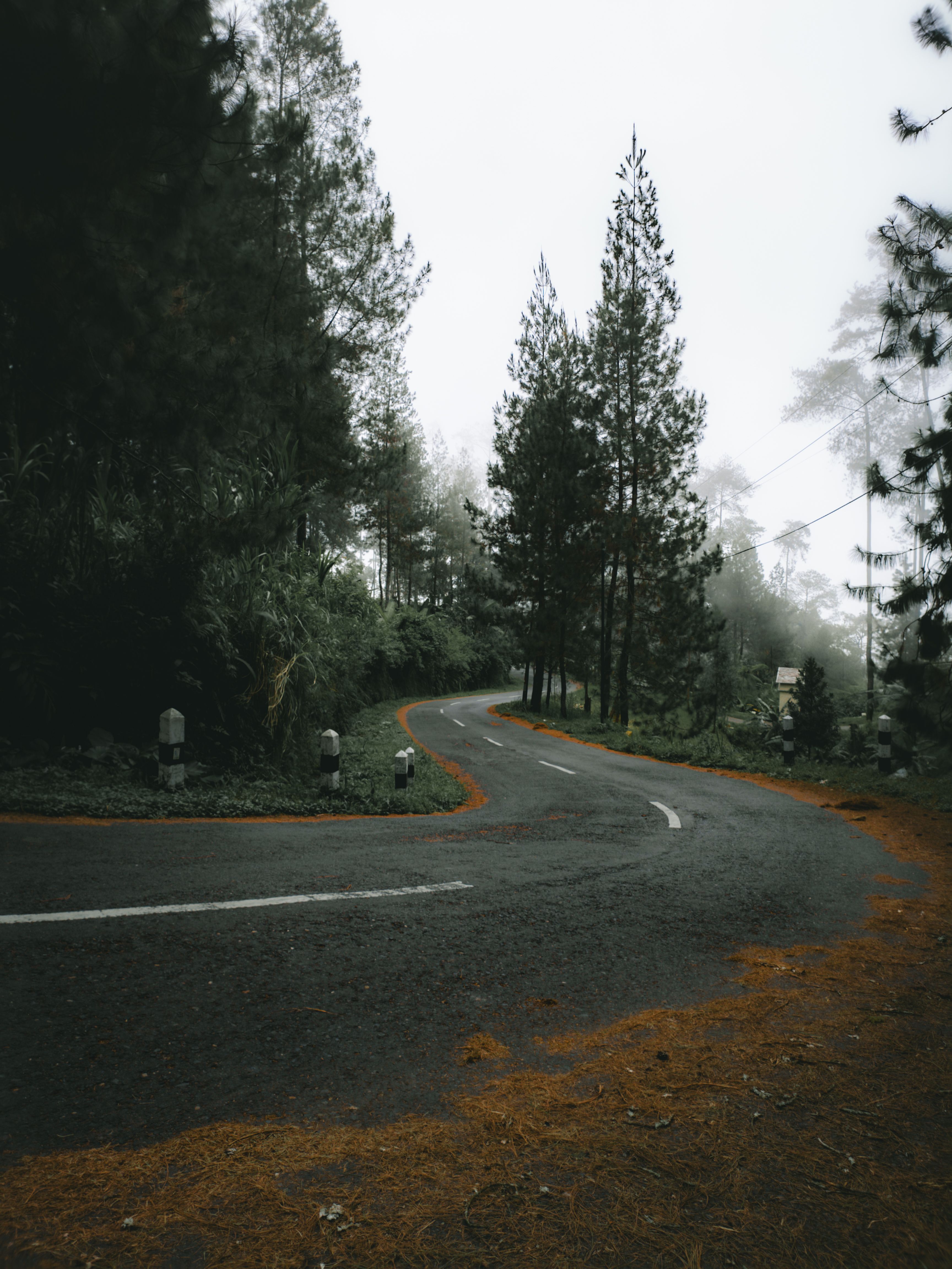 A road in the middle of a forest with trees · Free Stock Photo
