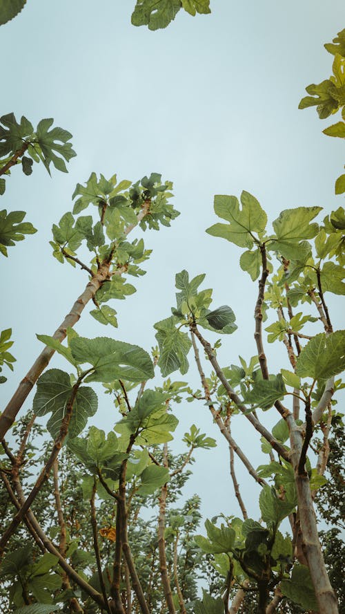 Foto stok gratis bidikan sudut sempit, buah ara, daun-daun hijau