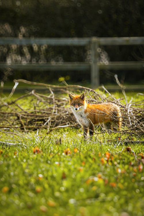 A fox is standing in the grass near some trees