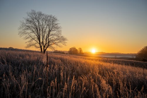 Sunrise over a field with a tree in the foreground