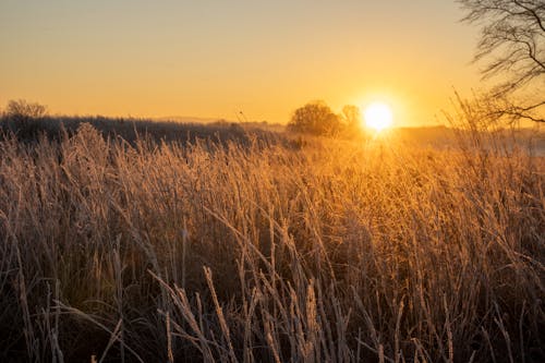 A sunrise over a field with tall grass