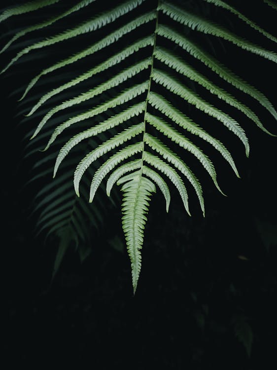 Fern Leaf in the Dark 