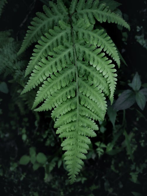 A fern leaf is shown in black and white