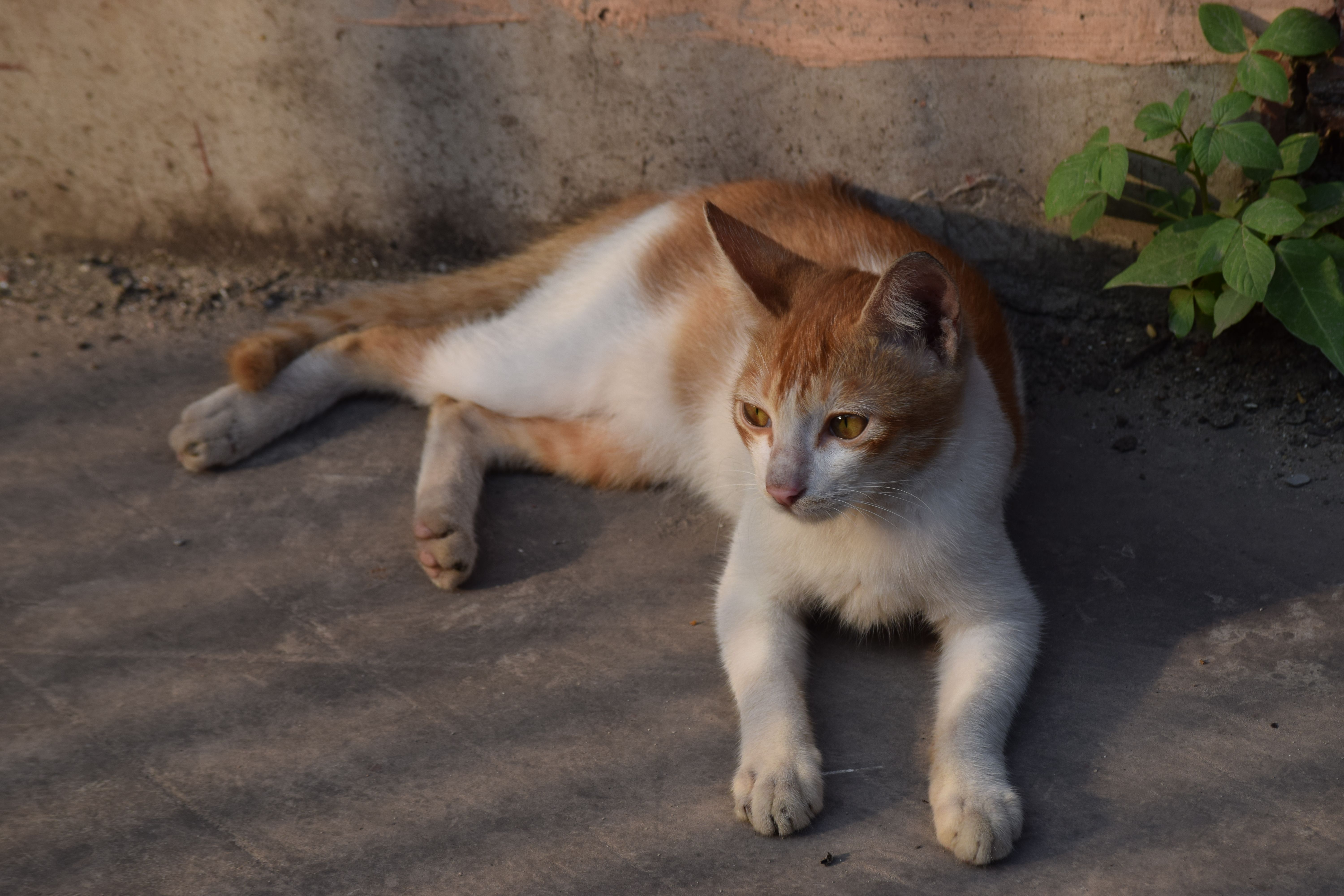 Healthcare and wellness consultation for a cat