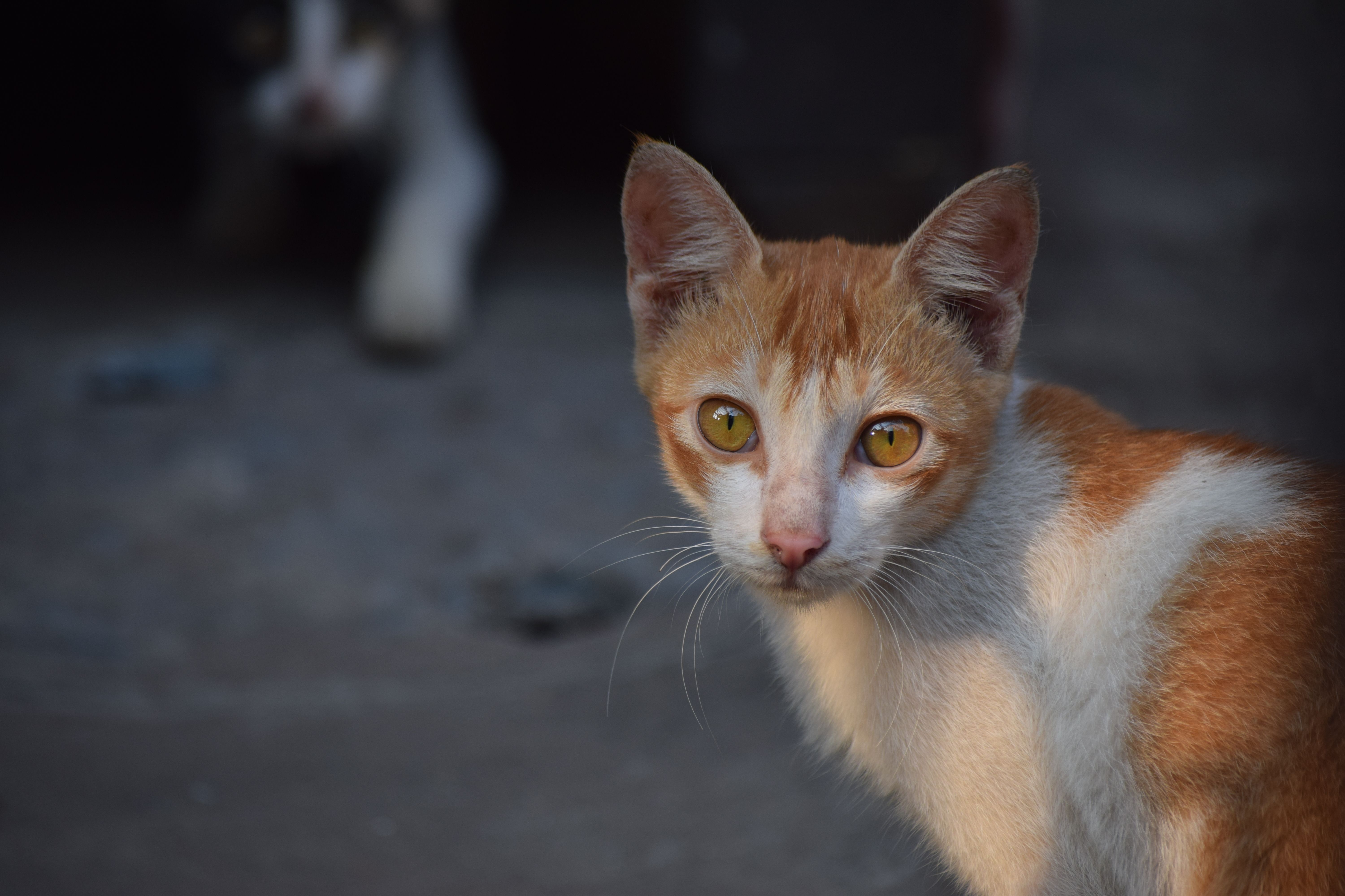 Veterinarian examining a cat during a checkup