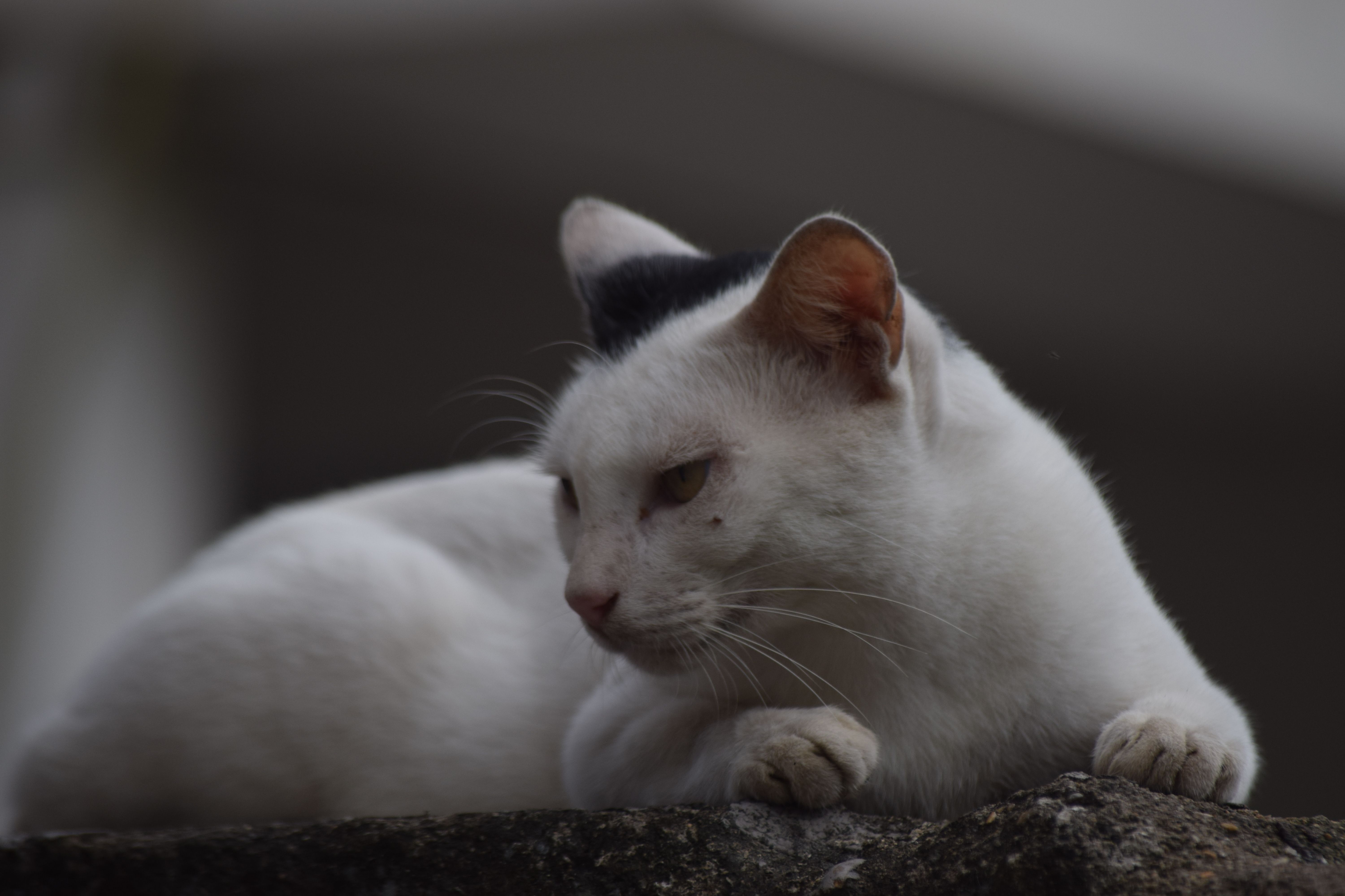 Portrait of a cat at a veterinary clinic