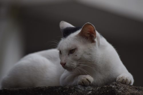 Free Close-up of a white cat with black markings resting on a surface outdoors. Stock Photo