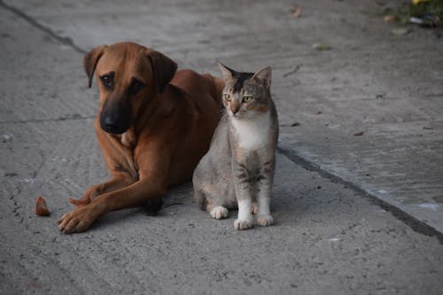 Free Friends: A dog and a cat together  Stock Photo