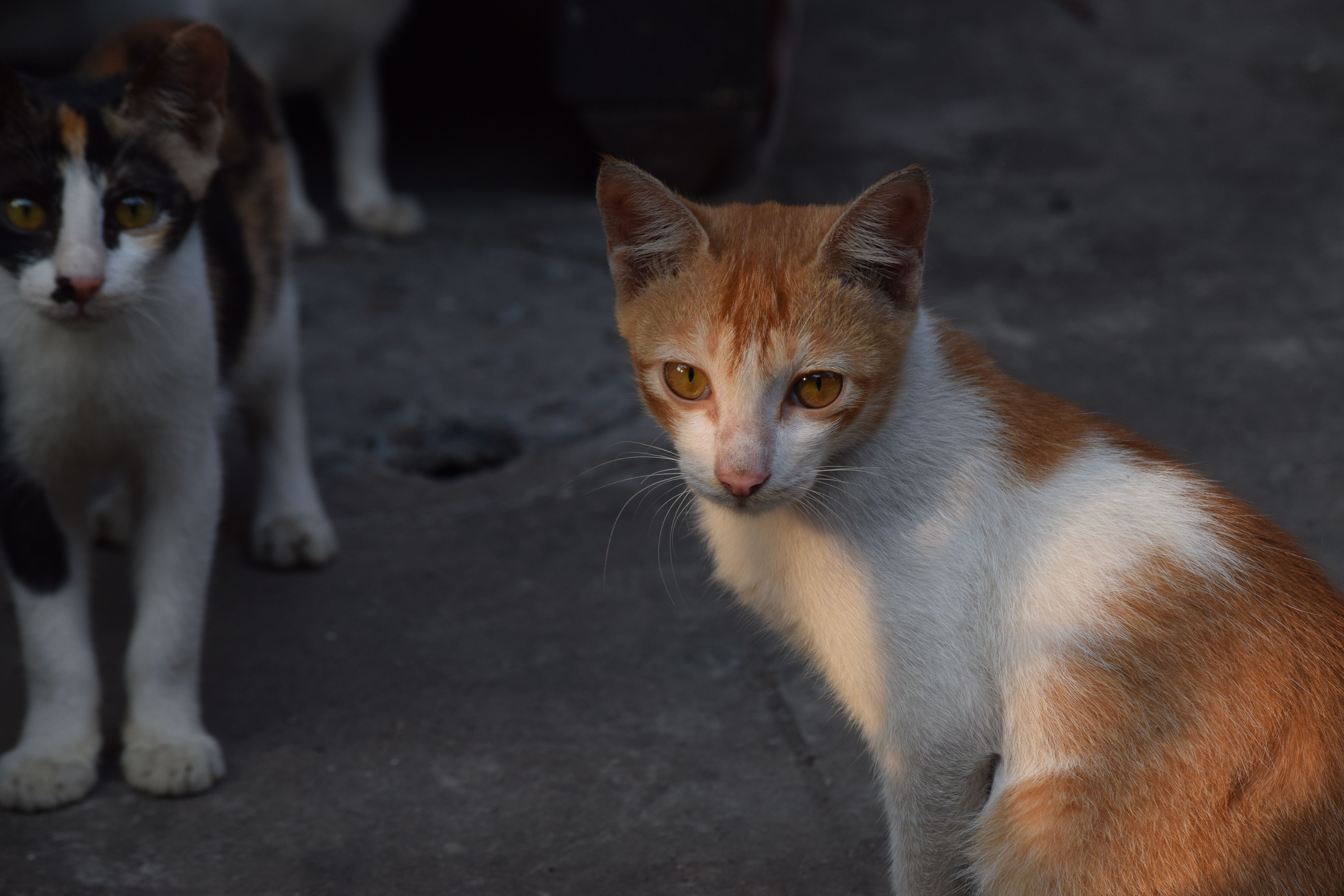 Veterinarian examining a cat during a checkup