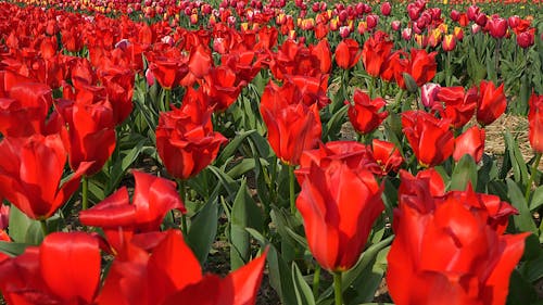 Spectacular landscape in a field of red tulips