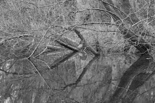 Black and white photo of trees reflected in water